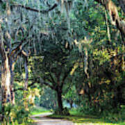 Lowcountry Forest Art Print