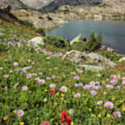 Lower Jean Lake Wildflowers And Mount Arrowhead - Wind River Wilderness, Wyoming Art Print