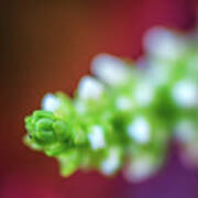 Macro Plant Bud Art Print