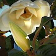 Magnolia Blooms Art Print