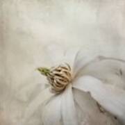 Magnolia Stellata Art Print