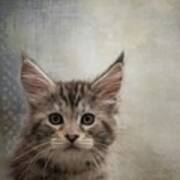 Maine Coon Kitten Art Print