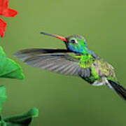 Male Broad-billed Hummingbird At Red Flower Art Print