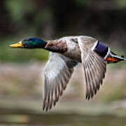 Mallard Fly By Art Print