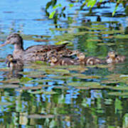 Mallard Mom And The Kids Art Print