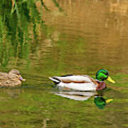 Mallard Pair Ii Art Print