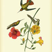 Mango Hummingbird Art Print