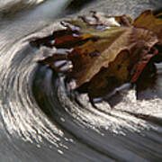 Maple Leaf Acer Sp. In Stream, Water Art Print