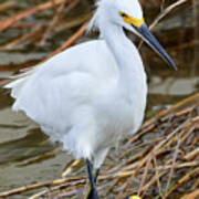 Marching Egret Art Print