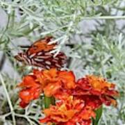 Marigold Butterfly Art Print