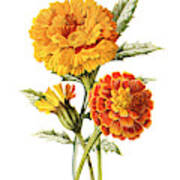 Marigold Flower Art Print