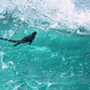 Marine Iguana Surfing Wave Art Print