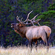 Bull Elk Bugling Fall Breeding Season Art Print