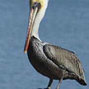 Mature Brown Pelican Art Print