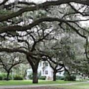 Mcleod Plantation Art Print