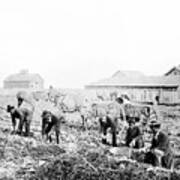 Men Harvesting Sweet Potatoes Art Print