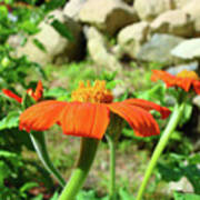 Mexican Sunflower 20 Art Print