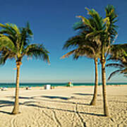Miami Beach Palms Art Print