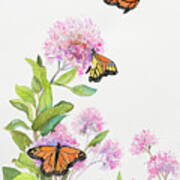 Milkweed And Monarch Butterflies Art Print