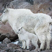 Mom And Baby Mountain Goat Art Print