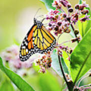 Monarch Butterfly On Milkweed Art Print