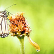 Monarch Butterfly On Zinnia Flower Seedhead Art Print
