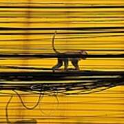 Monkey On A Wire Art Print