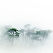 Monterey Cypress In The Fog Art Print