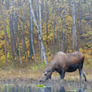 Moose Drinking At Lake Art Print