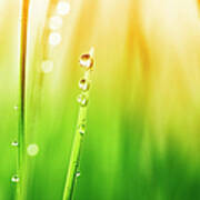 Morning Dew On Blades Of Grass During Art Print