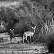 Morning Drink - Deer, Palo Duro Canyon State Park, Texas Art Print