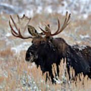 Morning Moose Art Print