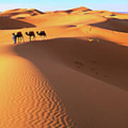 Morocco, Sahara Desert, Camel Driver Art Print