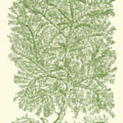 Mossy Branches Iv Art Print