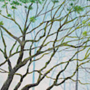 Mossy Tree Vies Art Print