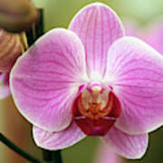 Moth Orchid (phalaenopsis Sp.) Art Print