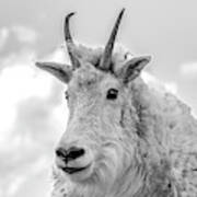 Mountain Goat In Black And White Art Print
