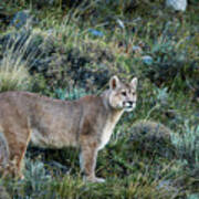 Mountain Lion In Torres Del Paine Art Print