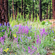 Mountain Wildflowers Art Print