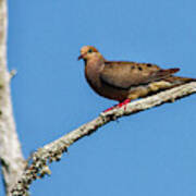 Mourning Dove Art Print