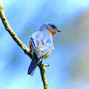 Mr Bluebird - Male Bluebird Art Art Print