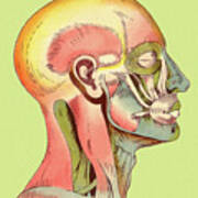 Muscles Of Head And Upper Body Art Print