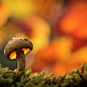 Mushroom In Fall Gold Art Print