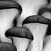 Mushroom Mountain Art Print