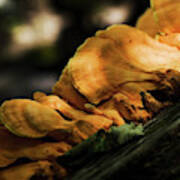 Mushrooms On A Log Iii Art Print