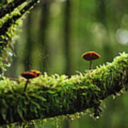 Mushrooms On A Mossy Branch In The Woods Art Print