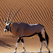 Namib Desert Dune And Oryx Art Print