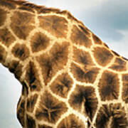 Namibia - Giraffe In Etosha Park Art Print