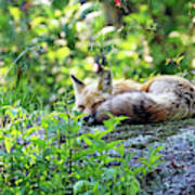 Nap Time For Red Fox I Art Print