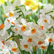 Narcissus Geranium Art Print